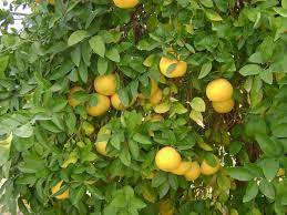Maybe you would like to learn more about one of these? Got Citrus Learn How And When To Fertilize Birdsandbloomsblog Com Citrus Trees Citrus Plant Fruit Garden