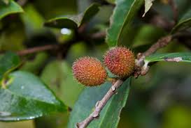 Image result for Chaetocarpus