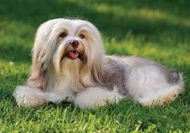 The löwchen shares common roots with other members of the bichon family, which includes the bichon frise and havanese, among others. Havanese Breeds