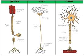 Biopsychology Sensory Relay And Motor Neurons Psychology