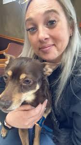 Lost German Shepherd in Milton Delaware Needs Foster or Adoption