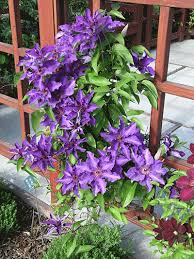 The President Clematis Clematis Clematis Vine Climbing Vines