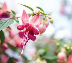 Bachman's floral, gift and garden is a trusted provider of flowers, gifts, h. Bachman S By The Numbers Southwest Metro