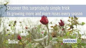 If you live in an area that is prone to cold winters, you would certainly want a rose that could survive during the off season. A Rose Garden Is Easy To Start Learn To Love Rose Gardening