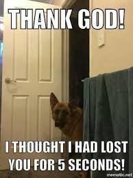 Pin By Nitya Mutyala On Zorroluuuu Dogs Dogs And Puppies I Love Dogs
