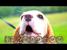 From Baying To Reverse Sneezing We Go Through All The Crazy Sounds A Beagle Can Make Your Dog Beagle Dogs