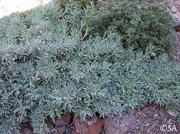 Maybe you would like to learn more about one of these? Salvia Bee S Bliss California Flora Nursery