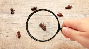 The History of Roaches