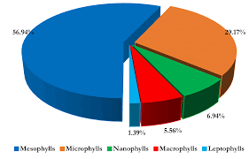 Image result for Indigofera paracapitata