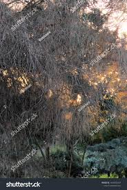 Image result for Casuarina verticillata