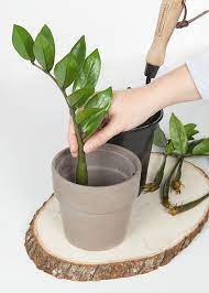 You can take just about any. Wild Interiors How To Propagate A Zz Plant