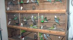 Jika masih bingung ingin model burung lovebird yang seperti apa, anda bisa mencari referensi melalui internet. 70 Gambar Desain Kandang Lovebird Dari Kayu Terbaik