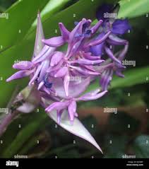 Image result for Dewevrella