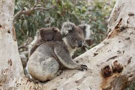Baby koala with mom a baby koala is called ajoeywhich is the general name we associate to baby koalas, as well as they claim joey is not only used for. Baby Koala Auf Dem Rucken Der Mutter 841637 Stock Photo Bei Vecteezy