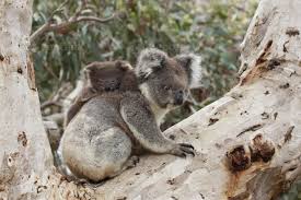 25 free photos of baby koala. Baby Koala Auf Dem Rucken Der Mutter 841637 Stock Photo Bei Vecteezy