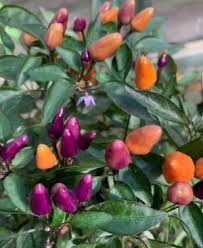 Being taller and the foliage darker than the other 'explosive' ornamental peppers, it can be planted in beds in the background with the other cult. Chili Paprikamagok Chilimag Hu Webshop