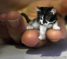 Check spelling or type a new query. Schattige Dieren Home Facebook