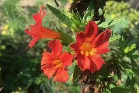 We did not find results for: Where To Find The Best Wildflowers In Santa Cruz County Visit Santa Cruz County