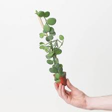 Image result for Xerosicyos