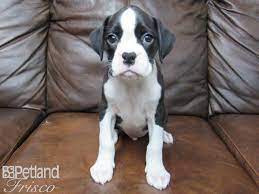 Litter born 7th of march 2021. Boxer Dog Male Black White 2639522 Petland Frisco Tx