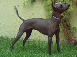 Wie heißen die schwersten hunderassen der welt? Die 10 Ausgefallensten Hunderassen Hunde Bar Das Hund Herrchen Weblog