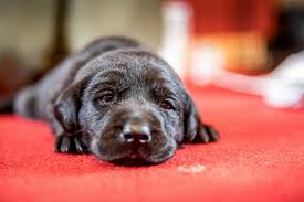 In fact, actually buying a puppy will probably be your smallest cost. Breeding Labradors These Are The Health Checks To Carry Out