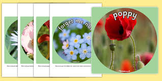 Check spelling or type a new query. Common Plants And Flowers Display Photos Ks1 Resources