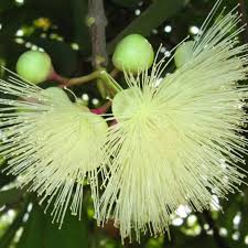 Image result for Syzygium jambos