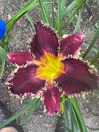 Image result for Pseudobersama