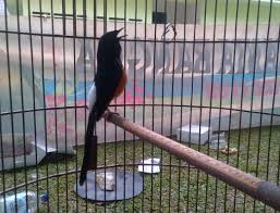 Saling balas isian membuat keduanya menj. 19 Jenis Burung Murai Batu