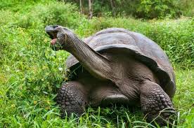 Aldabra Tortoise | Smithsonian'S National Zoo And Conservation Biology  Institute