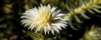 Image result for Phylica