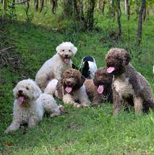 Lagotto romagnolo puppies for sale. Terra Incognita Lagotto Romagnolo Home Terra Incognita Lagotto Romagnolo