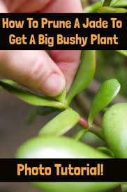 How To Prune A Jade To Get A Big Bushy Plant With Photos In 2020 Jade Plants Jade Plant Pruning Jade Plant Care