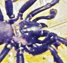 Because trapdoor spiders spend most of their life underground their true number and diversity has been a bit of a mystery. A Male Trapdoor Spider In San Antonio Texas Bugs In The News