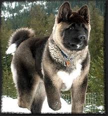 Although Known To Be A Quiet Dog The Akita Has Strong Guarding Instincts And Will Sound The Alarm If An Intruder Breaks Chien Akita Chiots Carlins Beaux Chiens