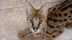 If your application is approved we will arrange a meeting for you and kitty! Search Launched For Exotic Cat That Appeared In Georgia Woman S Bedroom Abc News