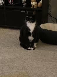 Tony likes sitting with his front paws resting on his tail, and we have no  idea why. Cute tho. : rTuxedoCats