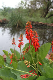 Image result for Erythrina zeyheri