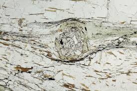 Image result for Porphyrostemma