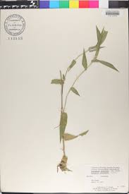 Image result for Acroceras