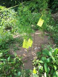 Join facebook to connect with daun cimeng bekasi and others you may know. Polres Lombok Utara Berhasil Amankan 5 Are Ladang Ganja Insidelombok