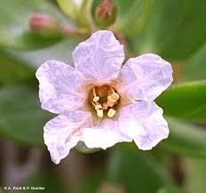 Image result for Pemphis