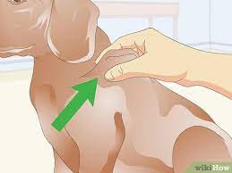Vaccinate your puppy starting at 9 weeks of age. How To Administer Shots To Dogs 11 Steps With Pictures