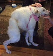Meet Every Single Dog In The World With Short Spine Syndrome That We Know Of Barkpost