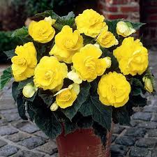 Yellow Double Camellia Begonia Botanus Care Inspire Grow Begoniya Cvety V Gorshkah Semena Cvetov