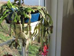 Download christmas cactus stock photos. Wilting Christmas Cactus Horticulture