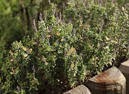 Maybe you would like to learn more about one of these? Comment Bouturer Le Thym Les Bons Gestes