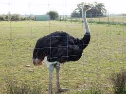 It's probably unfair to judge these animals from a human. L Autruche Youtube