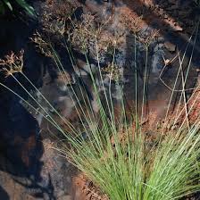 Image result for Bulbostylis